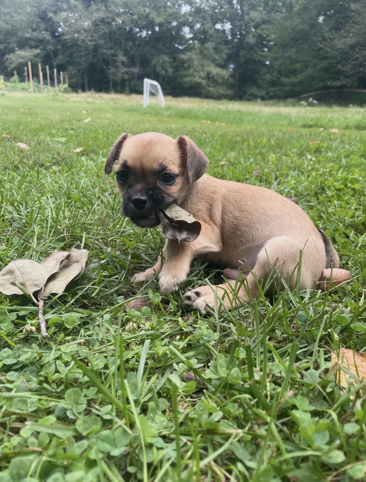 Enlarge Mario, a Adopted mixed breed in Cleveland, OH image 2/5