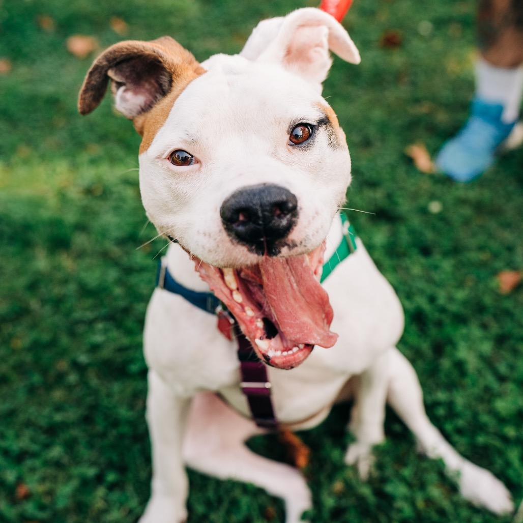 Savanna, Adoptable, Young Female Boxer & Mixed Breed.
