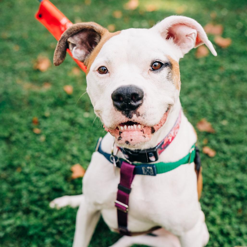 Savanna, a Adoptable mixed breed in Avon, OH image 2/6