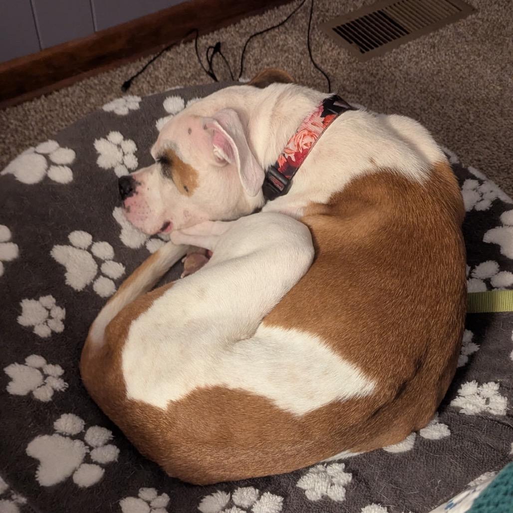 Savanna, a Adoptable mixed breed in Avon, OH image 3/6