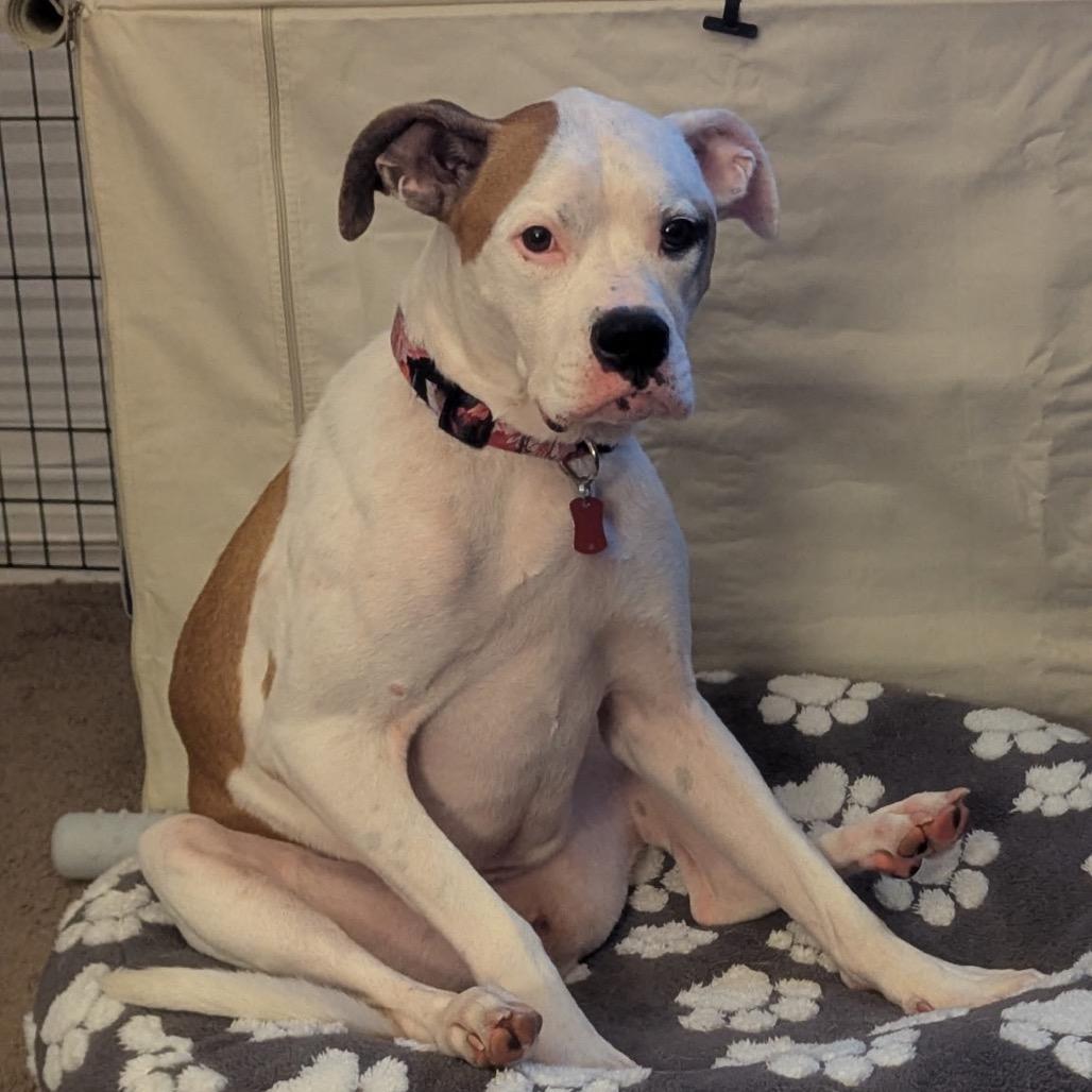 Savanna, a Adoptable mixed breed in Avon, OH image 4/6