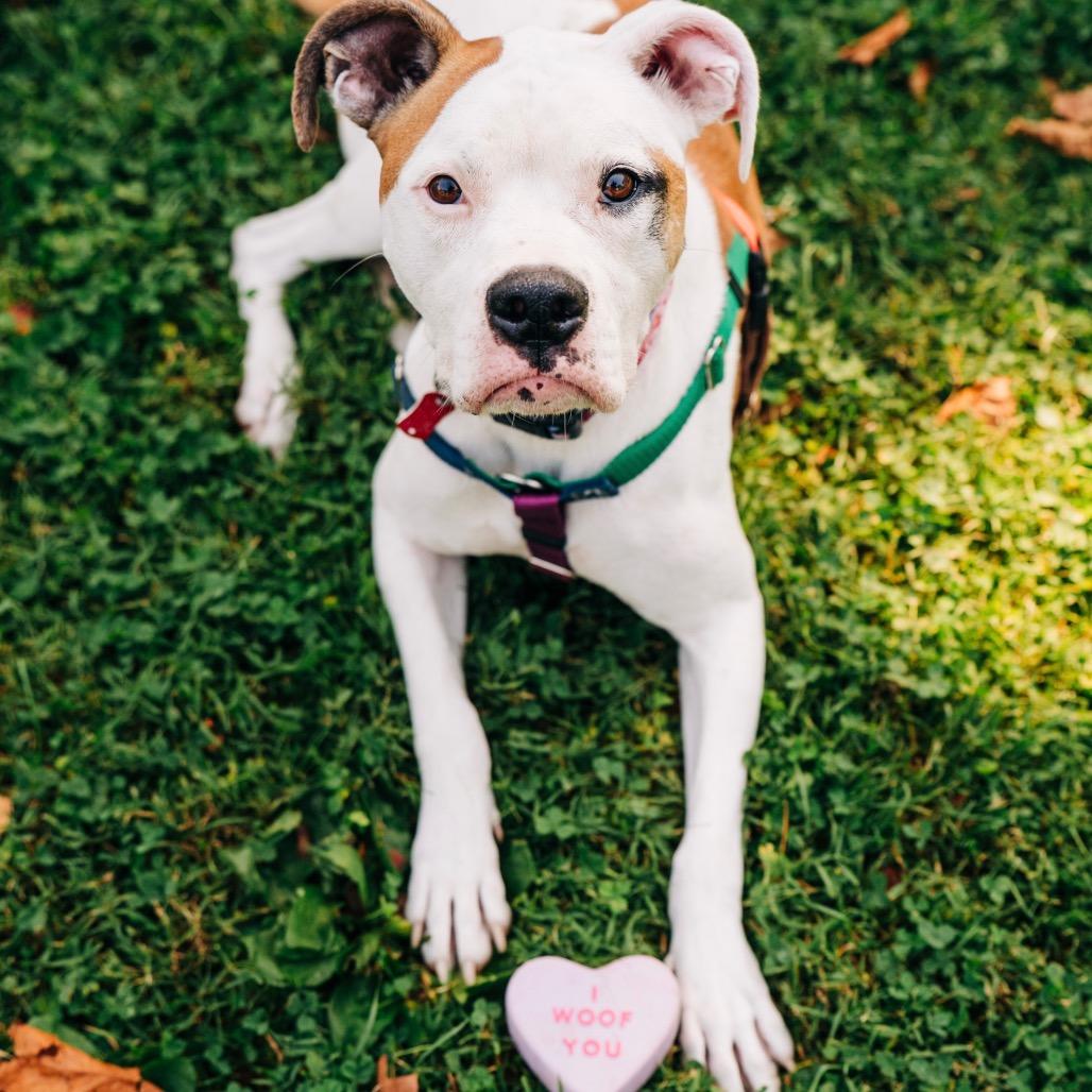 Savanna, a Adoptable mixed breed in Avon, OH image 5/6