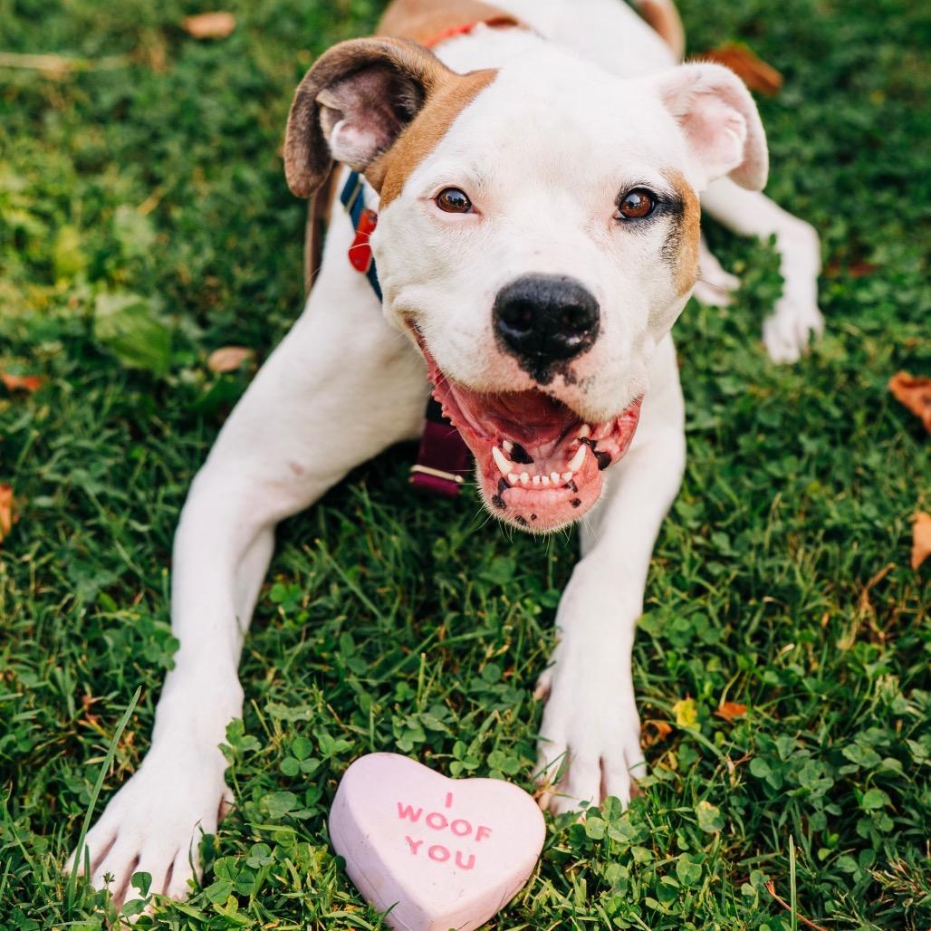 Savanna, a Adoptable mixed breed in Avon, OH image 5/6