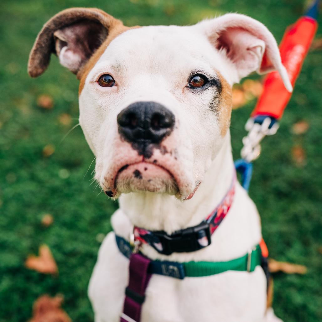 Savanna, a Adoptable mixed breed in Avon, OH image 6/6