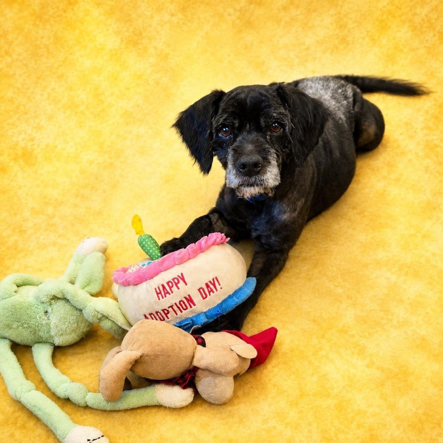 Ronald, a ADOPTABLE mixed breed in Long Beach, WA image 2/6