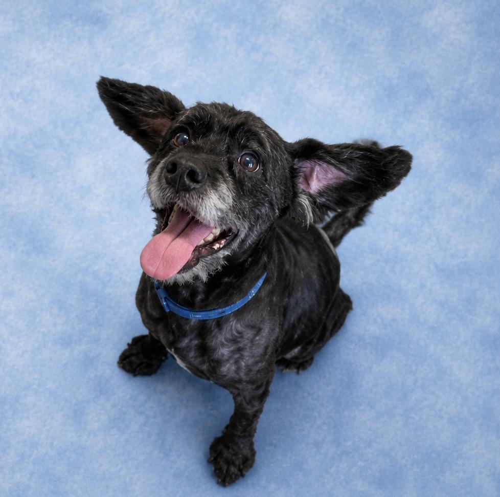 Ronald, a ADOPTABLE mixed breed in Long Beach, WA image 4/6