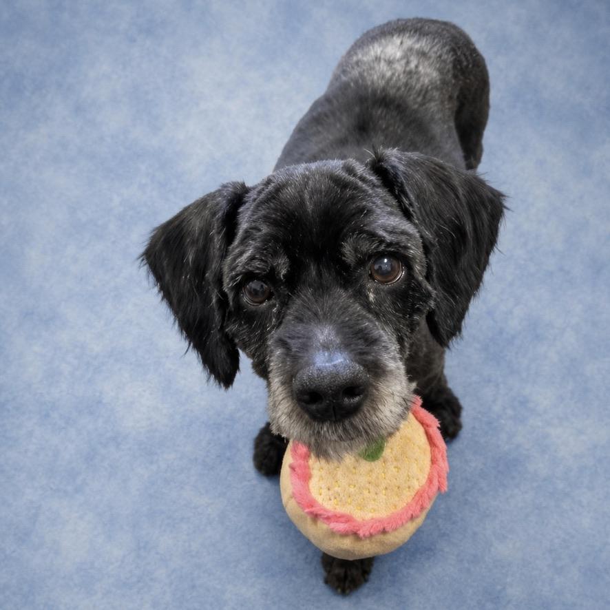 Ronald, ADOPTABLE, Adult Male Cocker Spaniel.