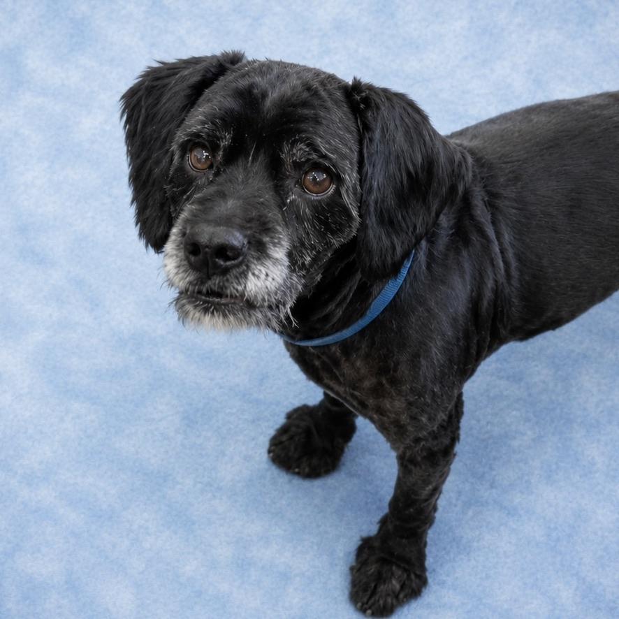 Ronald, a ADOPTABLE mixed breed in Long Beach, WA image 5/6