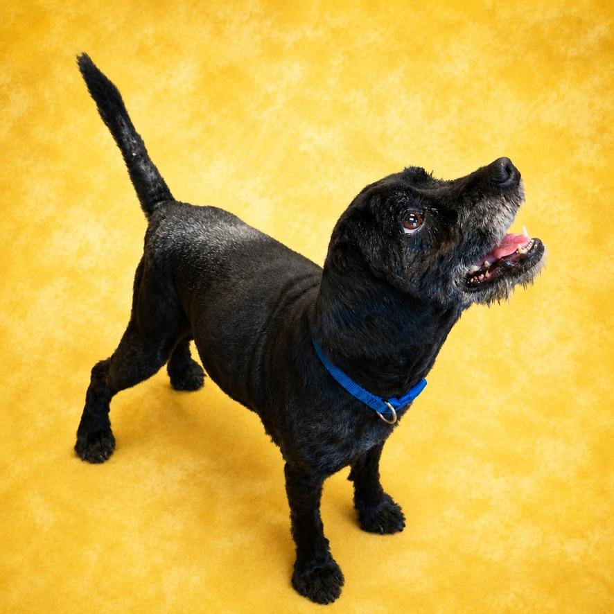 Ronald, a ADOPTABLE mixed breed in Long Beach, WA image 3/6