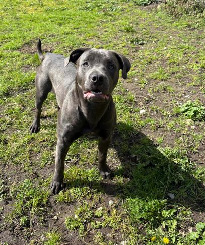 Enlarge Posie, an adoption pending mixed breed in Vancouver, BC image 4/4
