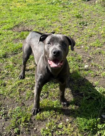 Enlarge Posie, an adoption pending mixed breed in Vancouver, BC image 1/4