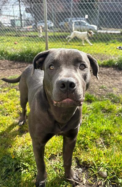 Enlarge Posie, an adoption pending mixed breed in Vancouver, BC image 3/4