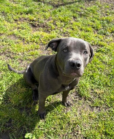 Enlarge Posie, an adoption pending mixed breed in Vancouver, BC image 2/4