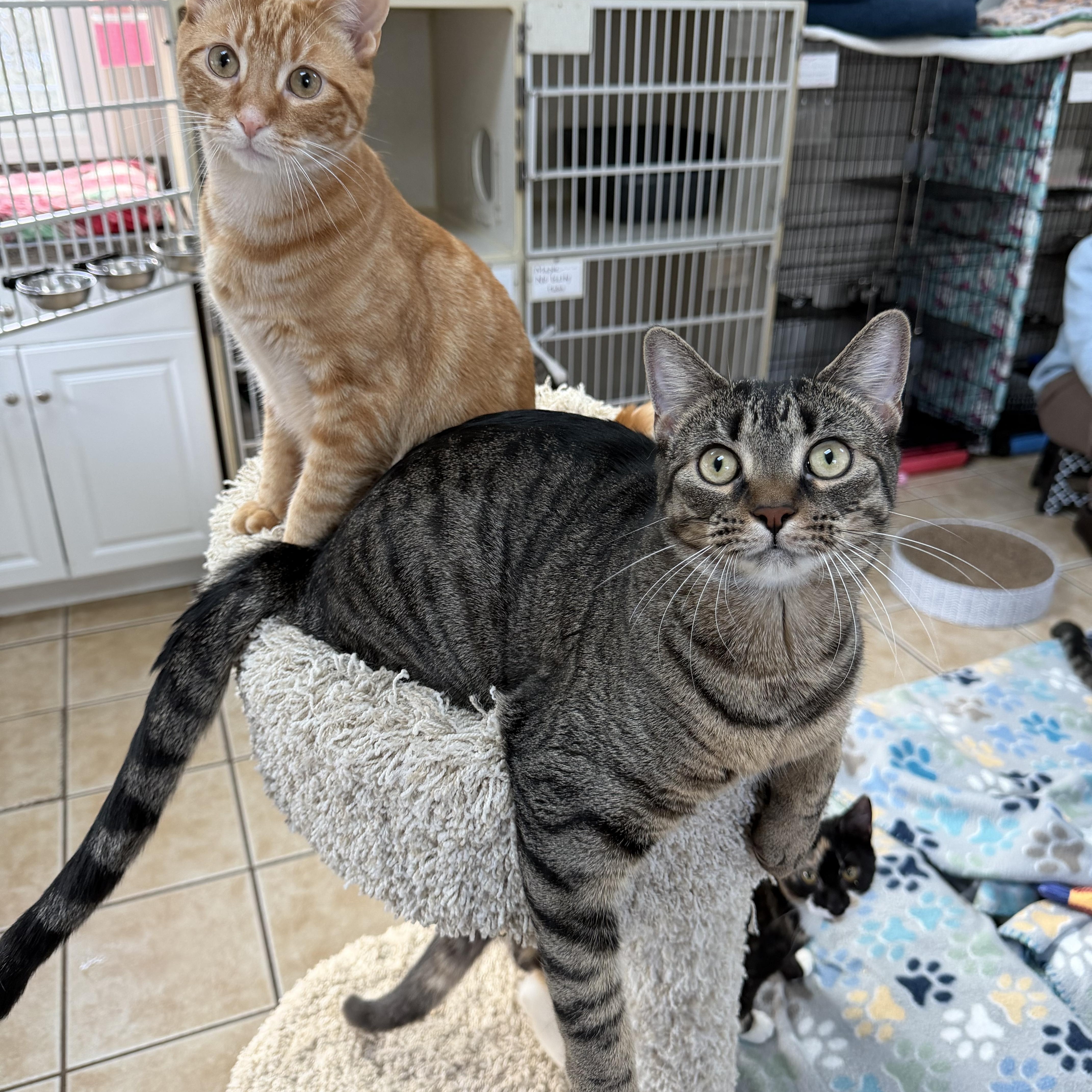 Enlarge MANGO (& MOLLY), a Adoptable Domestic Short Hair in Hamilton, NJ image 3/5
