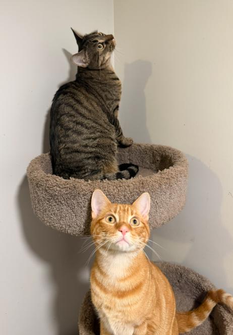 MANGO (& MOLLY), a Adoptable Domestic Short Hair in Hamilton, NJ image 6/6