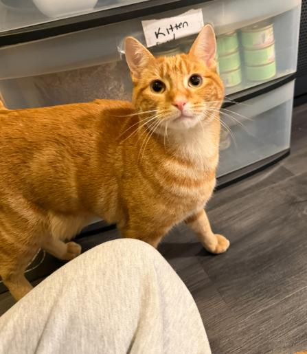 MANGO (& MOLLY), a Adoptable Domestic Short Hair in Hamilton, NJ image 4/6