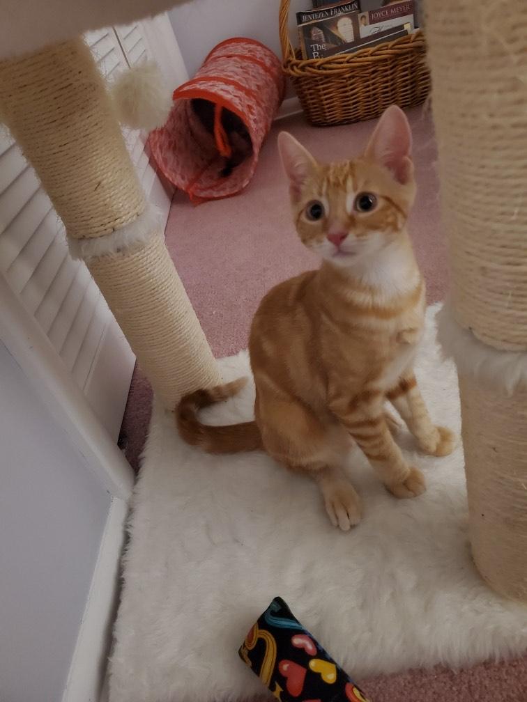 MANGO (& MOLLY), Baby Male unknown