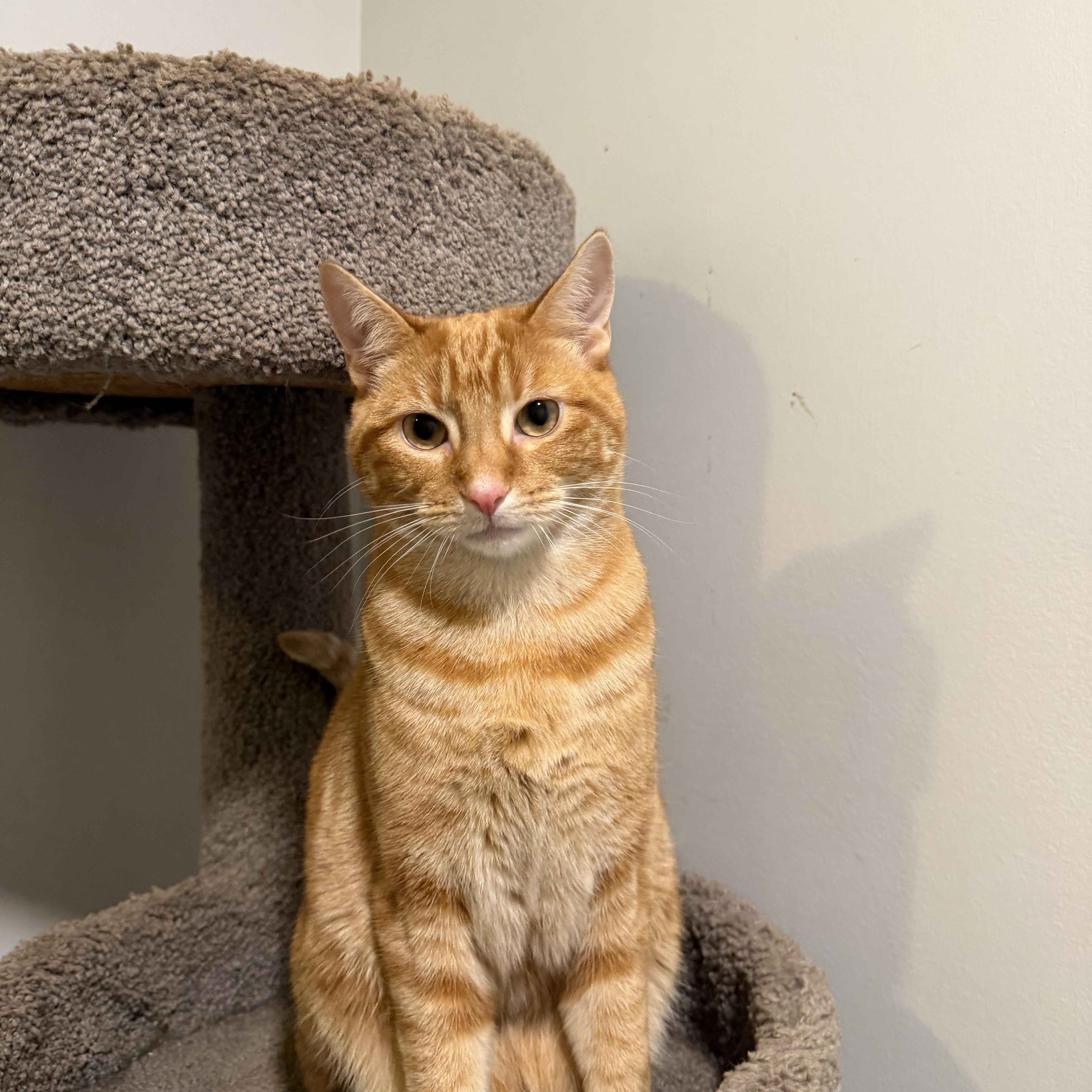 Enlarge MANGO (& MOLLY), a Adoptable Domestic Short Hair in Hamilton, NJ image 4/5