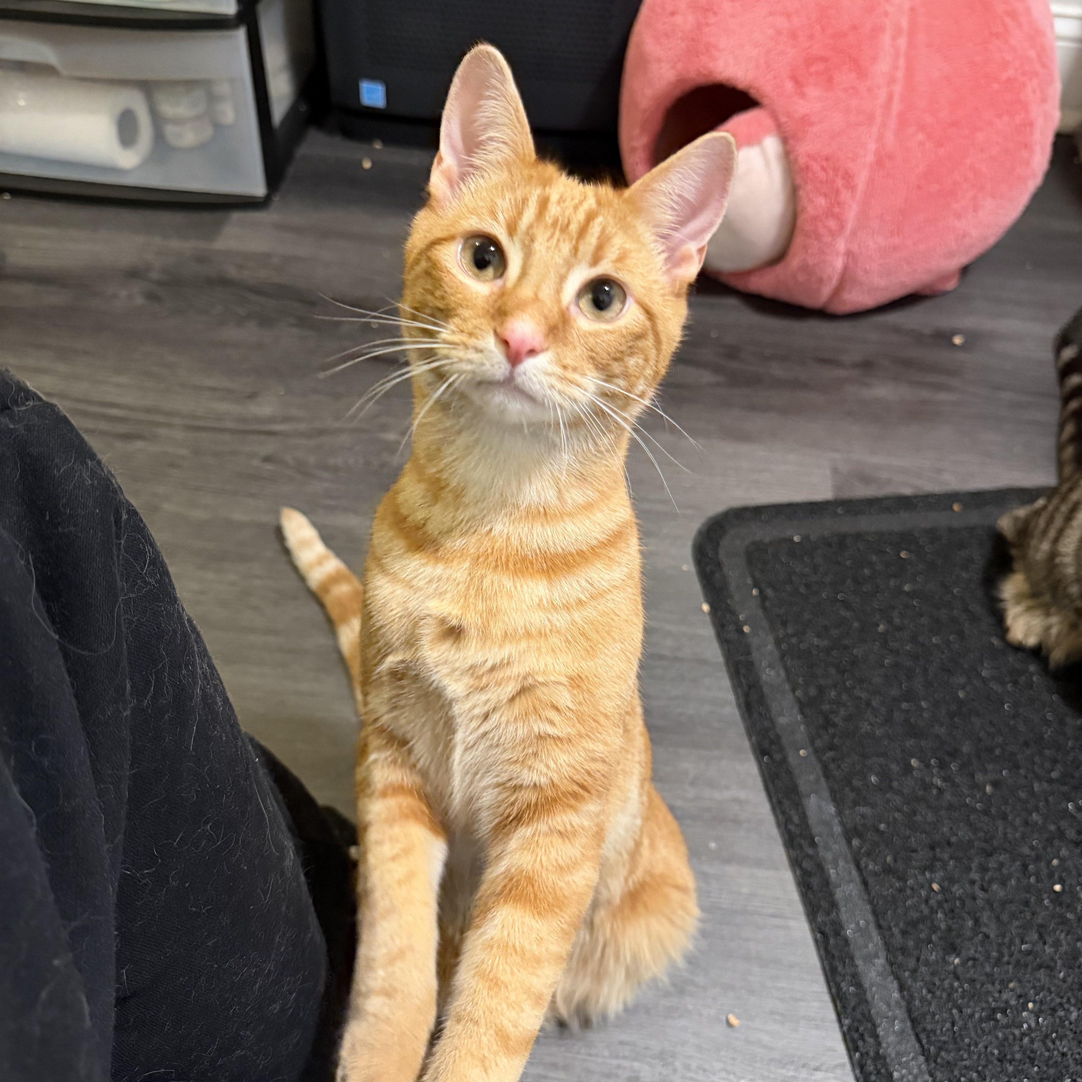 MANGO (& MOLLY), Adoptable, Kitten Male Domestic Short Hair.
