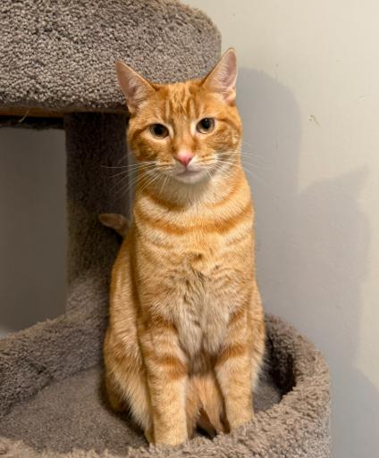 MANGO (& MOLLY), a Adoptable Domestic Short Hair in Hamilton, NJ image 5/6