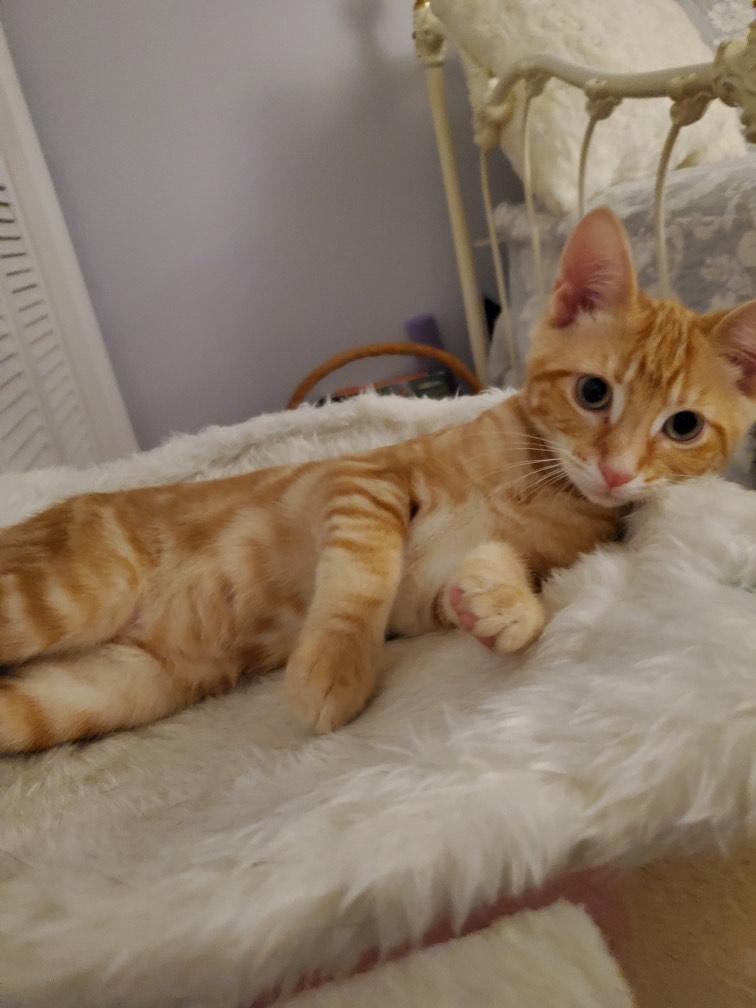 MANGO (& MOLLY) photo 5