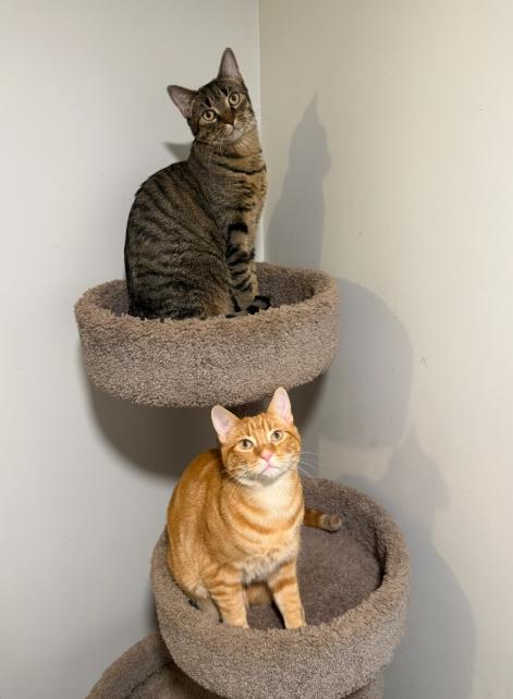 MANGO (& MOLLY), Adoptable, Kitten Male Domestic Short Hair.