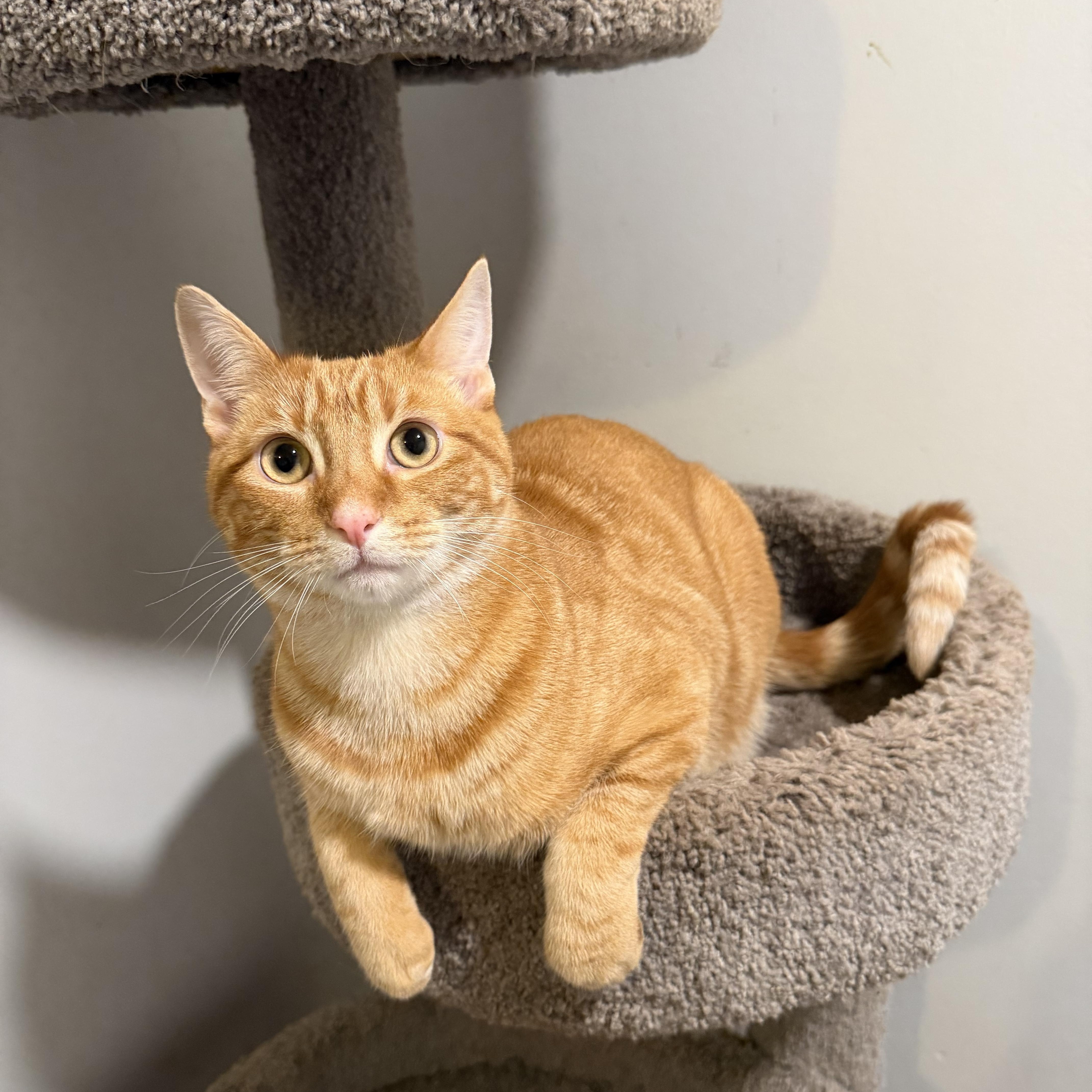 MANGO (& MOLLY), Adoptable, Kitten Male Domestic Short Hair.