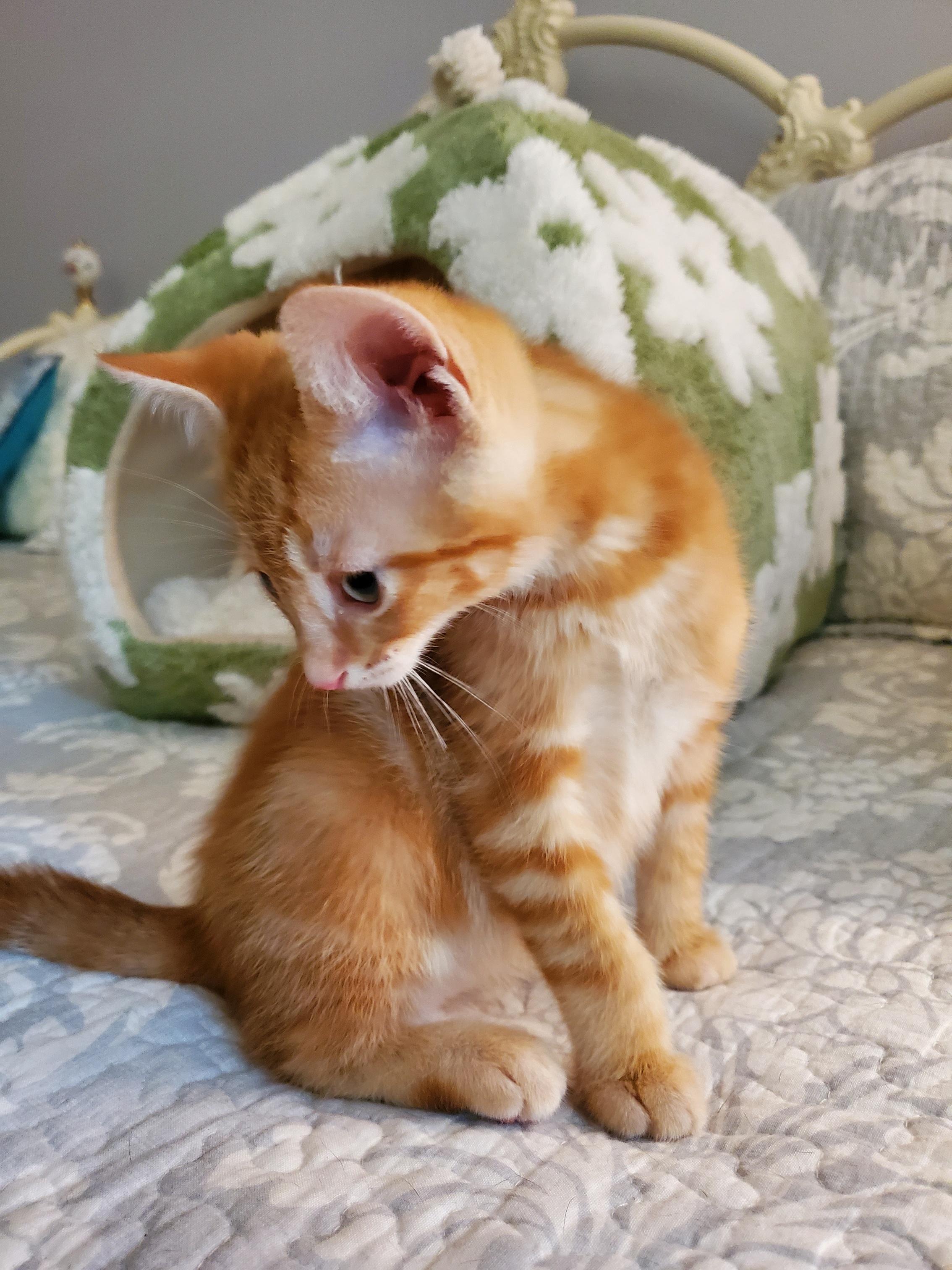 MANGO (& MOLLY) photo 6