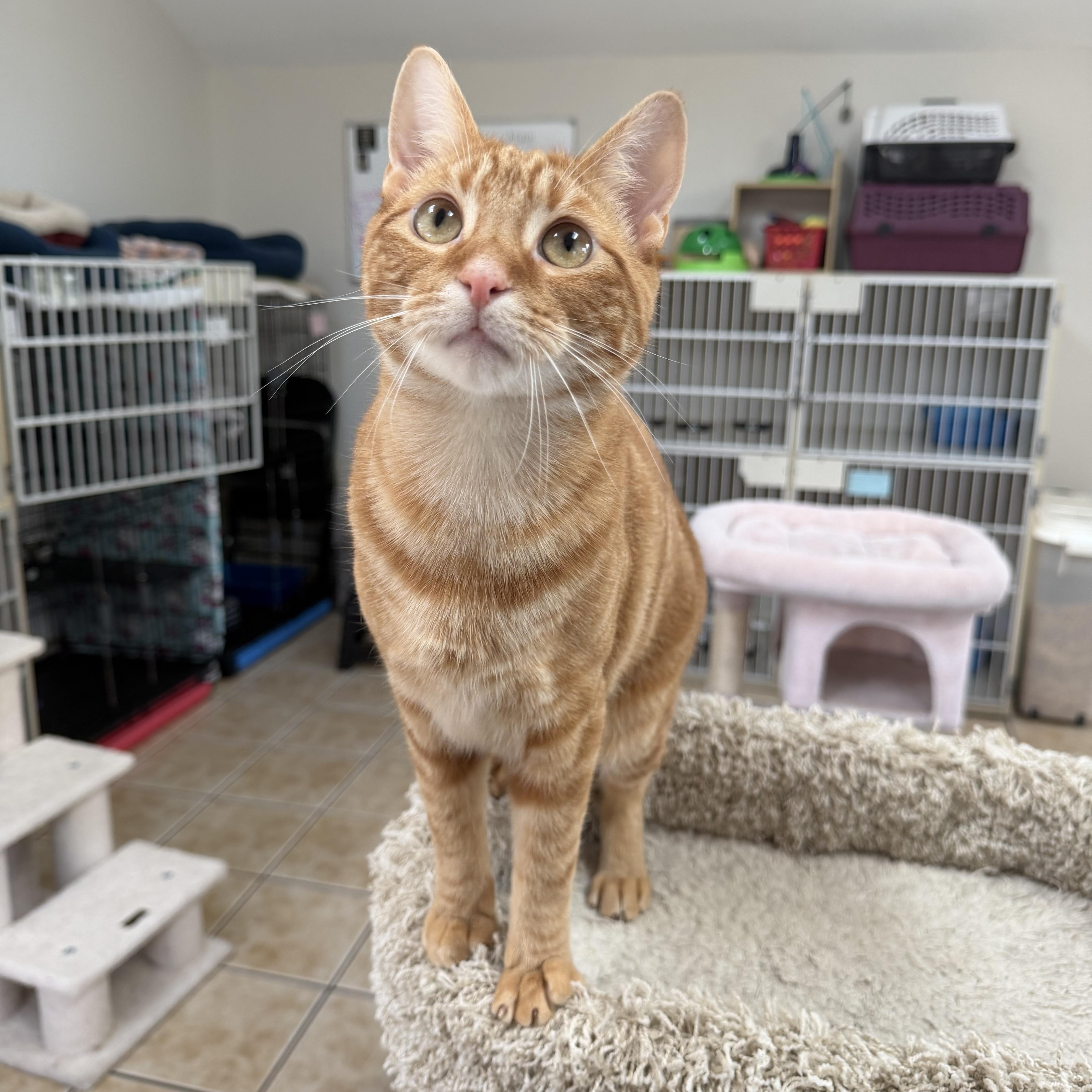 Enlarge MANGO (& MOLLY), a Adoptable Domestic Short Hair in Hamilton, NJ image 2/5