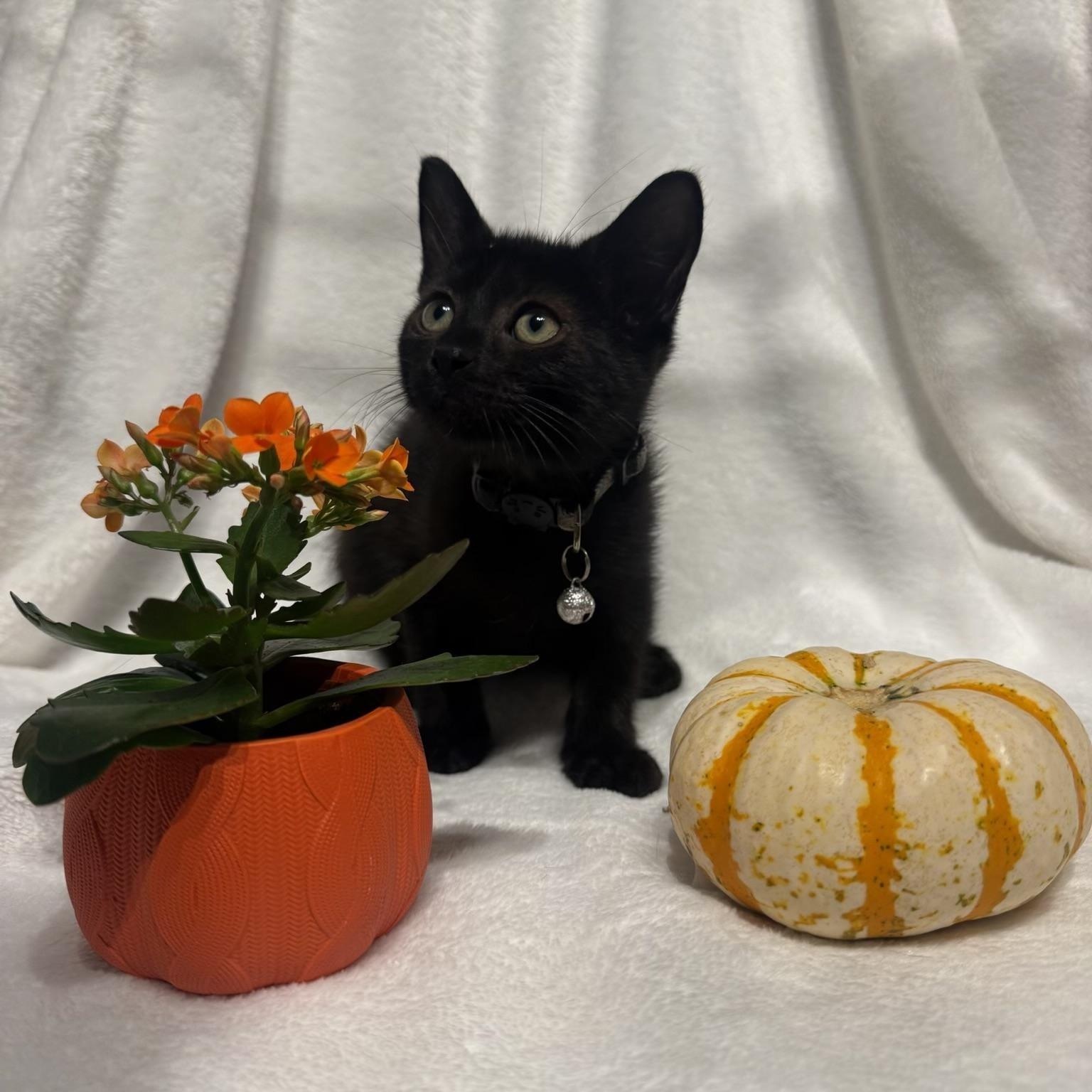 Jenny & Paula BONDED