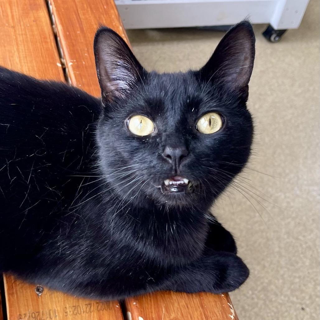 Bolt — thumbnail 2