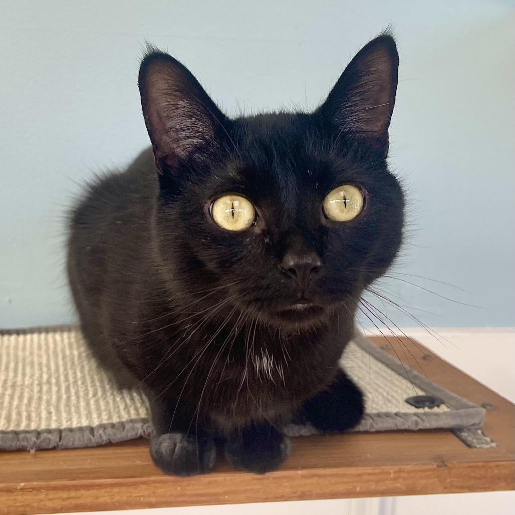 Bolt — thumbnail 3