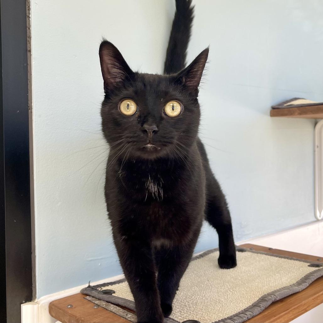 Bolt — thumbnail 4