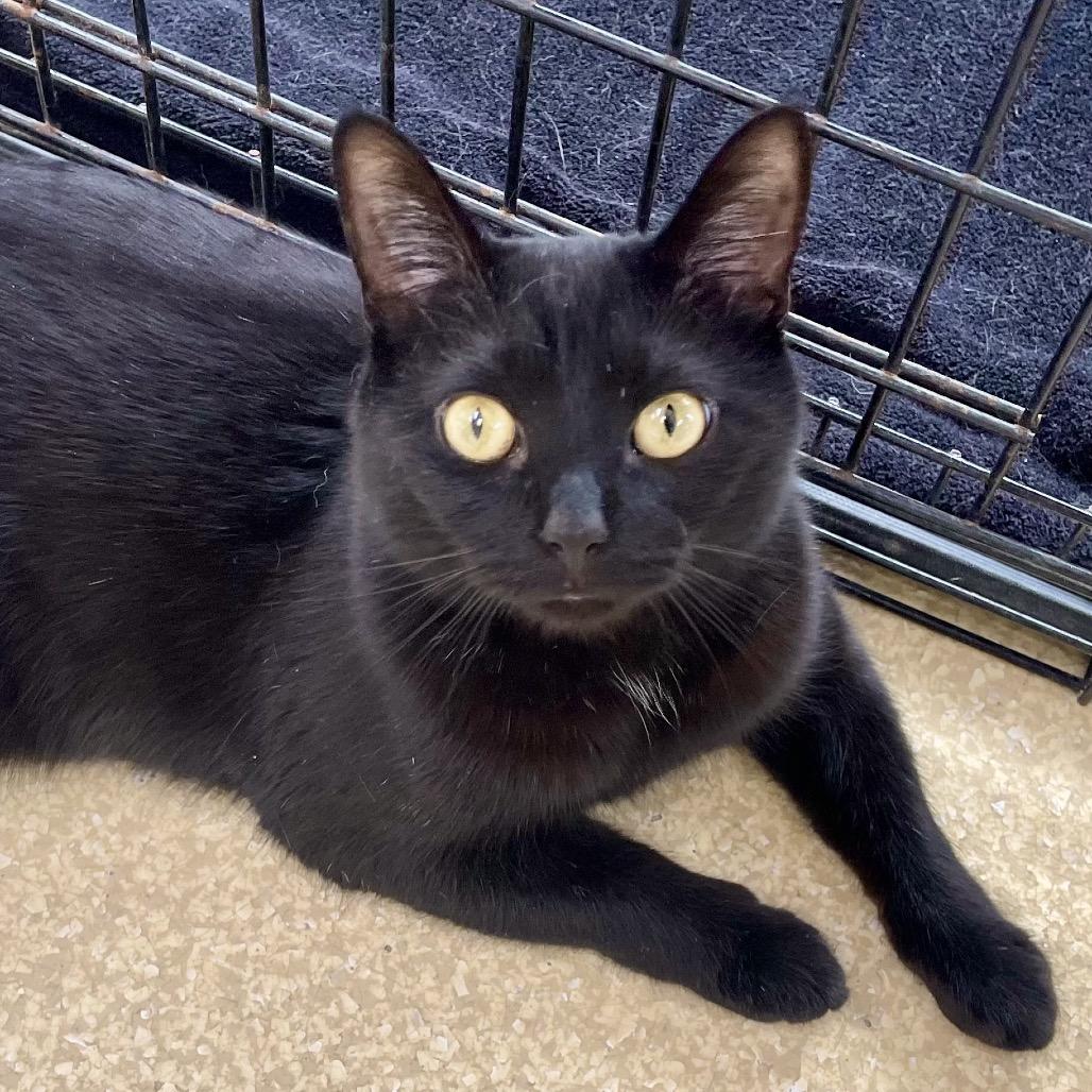 Bolt — thumbnail 5