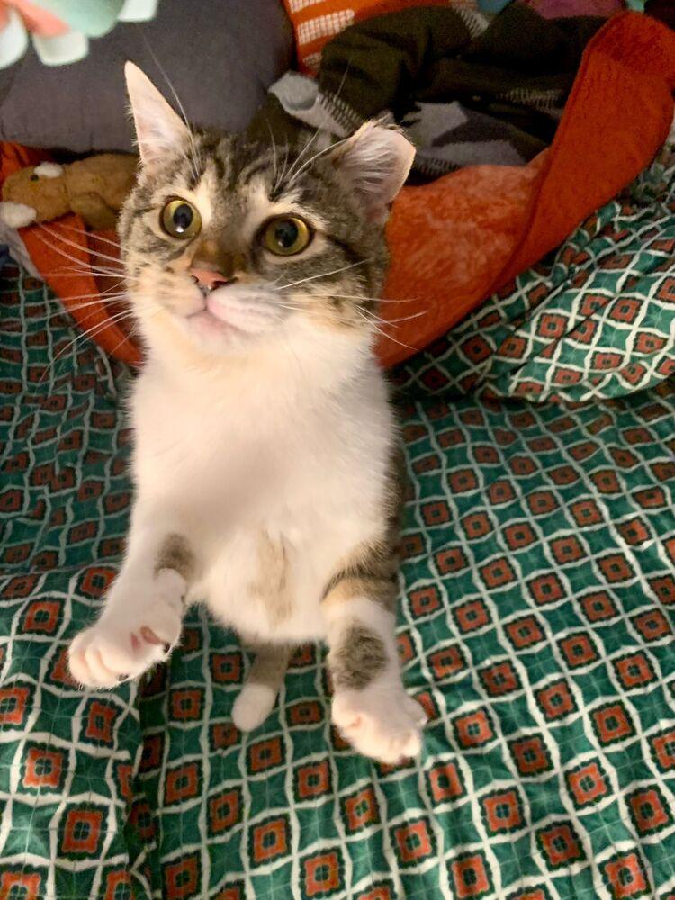 Penelope, Adoptable, Young Female Domestic Short Hair.