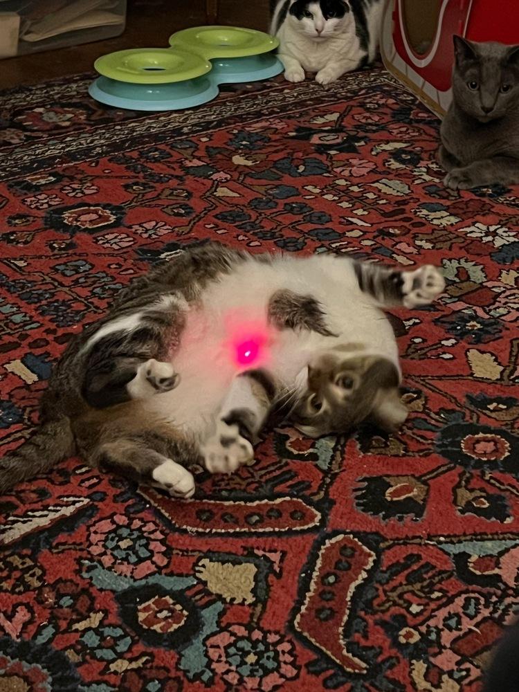 Penelope, a Adoptable Domestic Short Hair in Oak Park, MI image 2/5