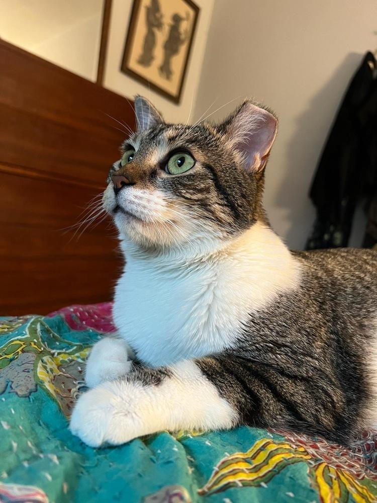 Enlarge Penelope, a Adoptable Domestic Short Hair in Oak Park, MI image 2/2