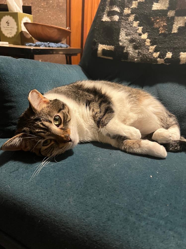 Penelope, a Adoptable Domestic Short Hair in Oak Park, MI image 4/5