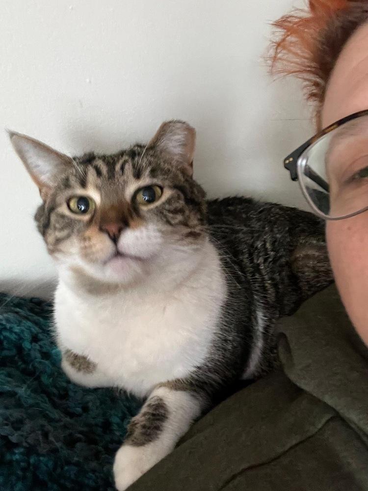 Penelope, a Adoptable Domestic Short Hair in Oak Park, MI image 5/5