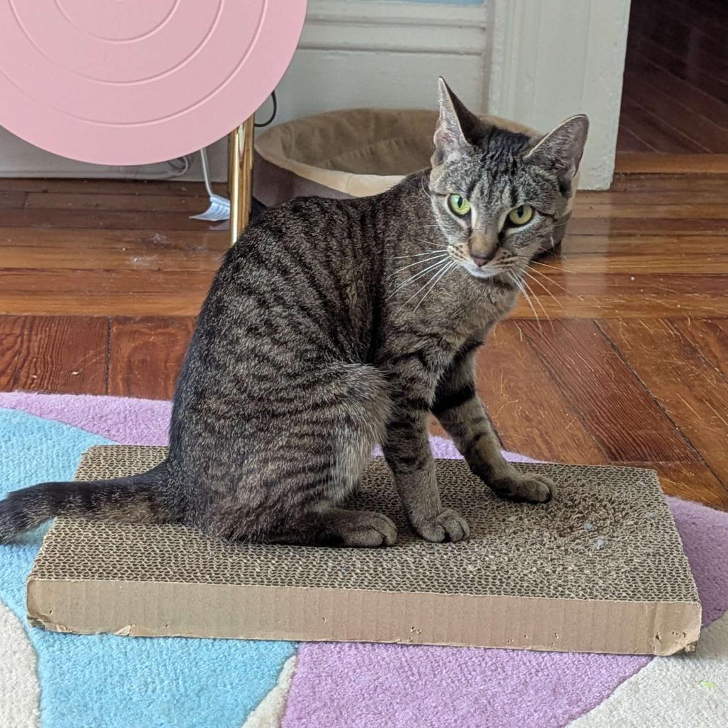 Enlarge Skittles, a Adoptable Domestic Short Hair in Providence, RI image 1/6