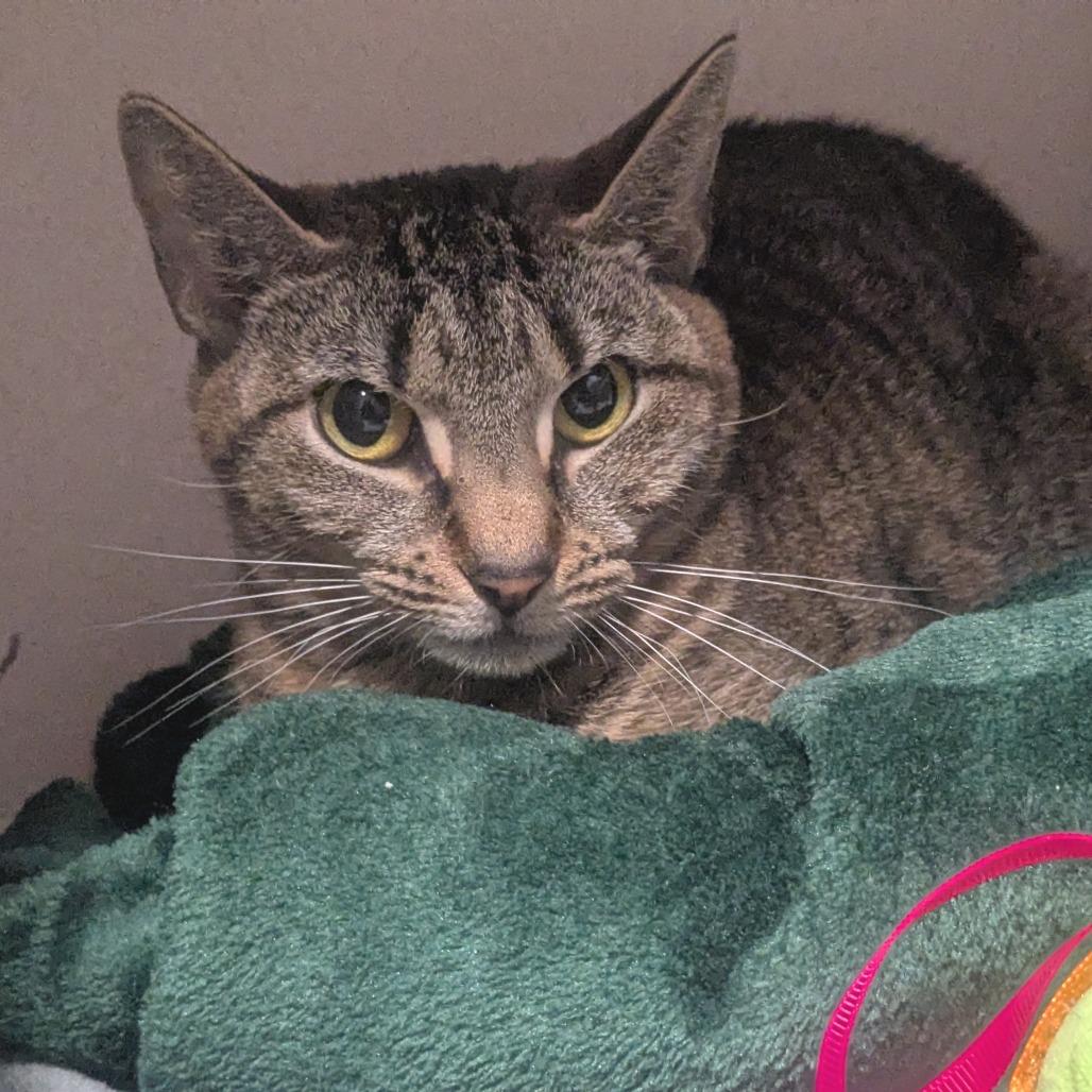 Enlarge Skittles, a Adoptable Domestic Short Hair in Providence, RI image 2/6