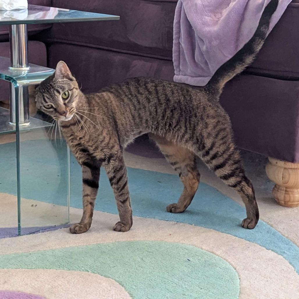 Enlarge Skittles, a Adoptable Domestic Short Hair in Providence, RI image 3/6