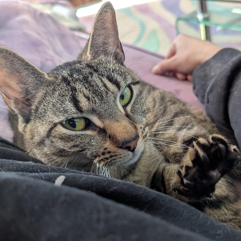 Enlarge Skittles, a Adoptable Domestic Short Hair in Providence, RI image 4/6