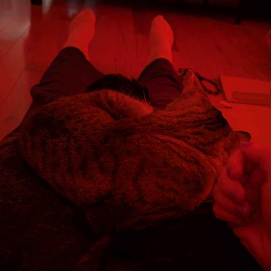 Enlarge Skittles, a Adoptable Domestic Short Hair in Providence, RI image 5/6