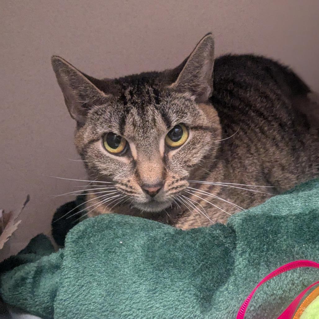 Enlarge Skittles, a Adoptable Domestic Short Hair in Providence, RI image 6/6