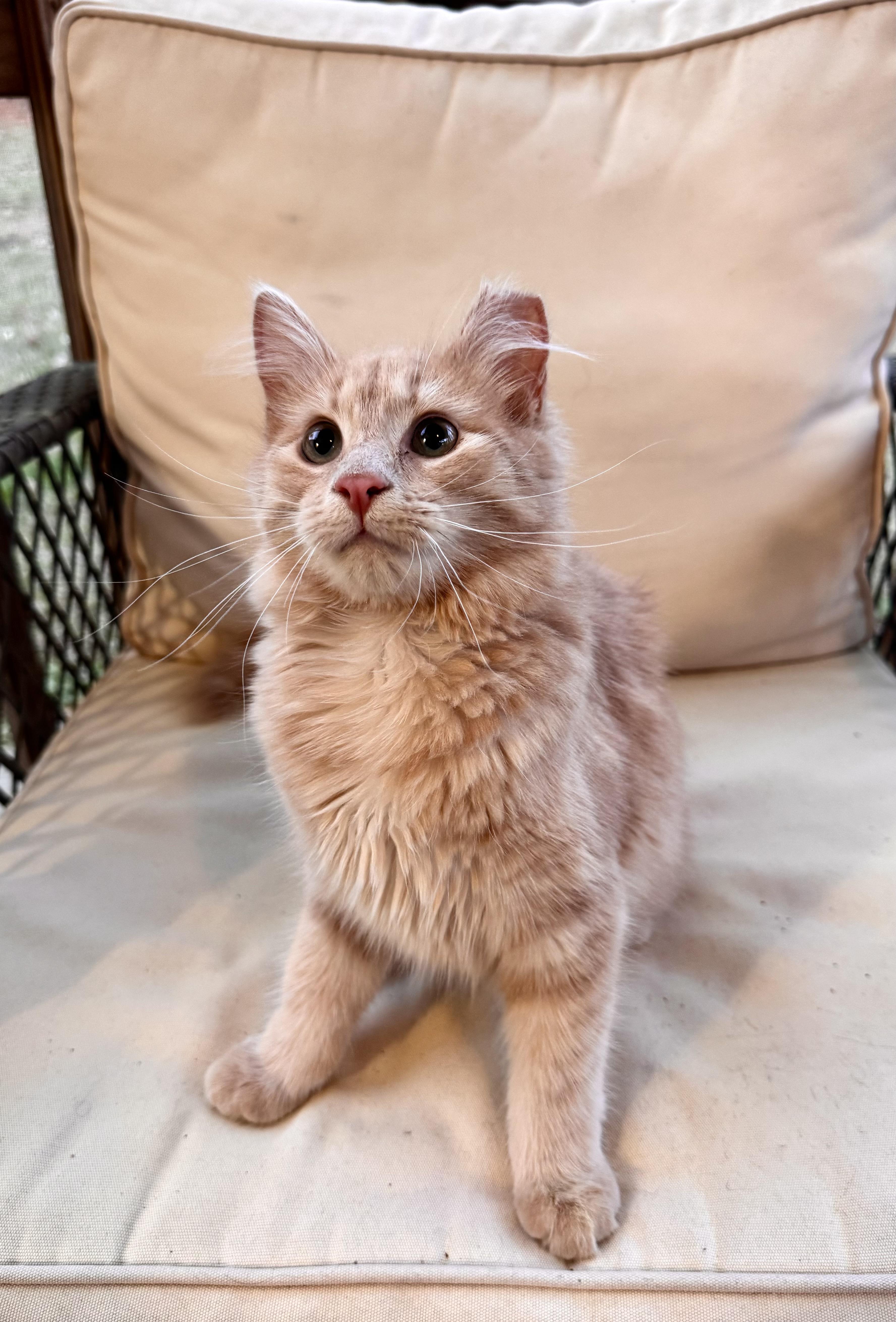 Enlarge Birdie, an adopted mixed breed in Sanford, NC image 5/5