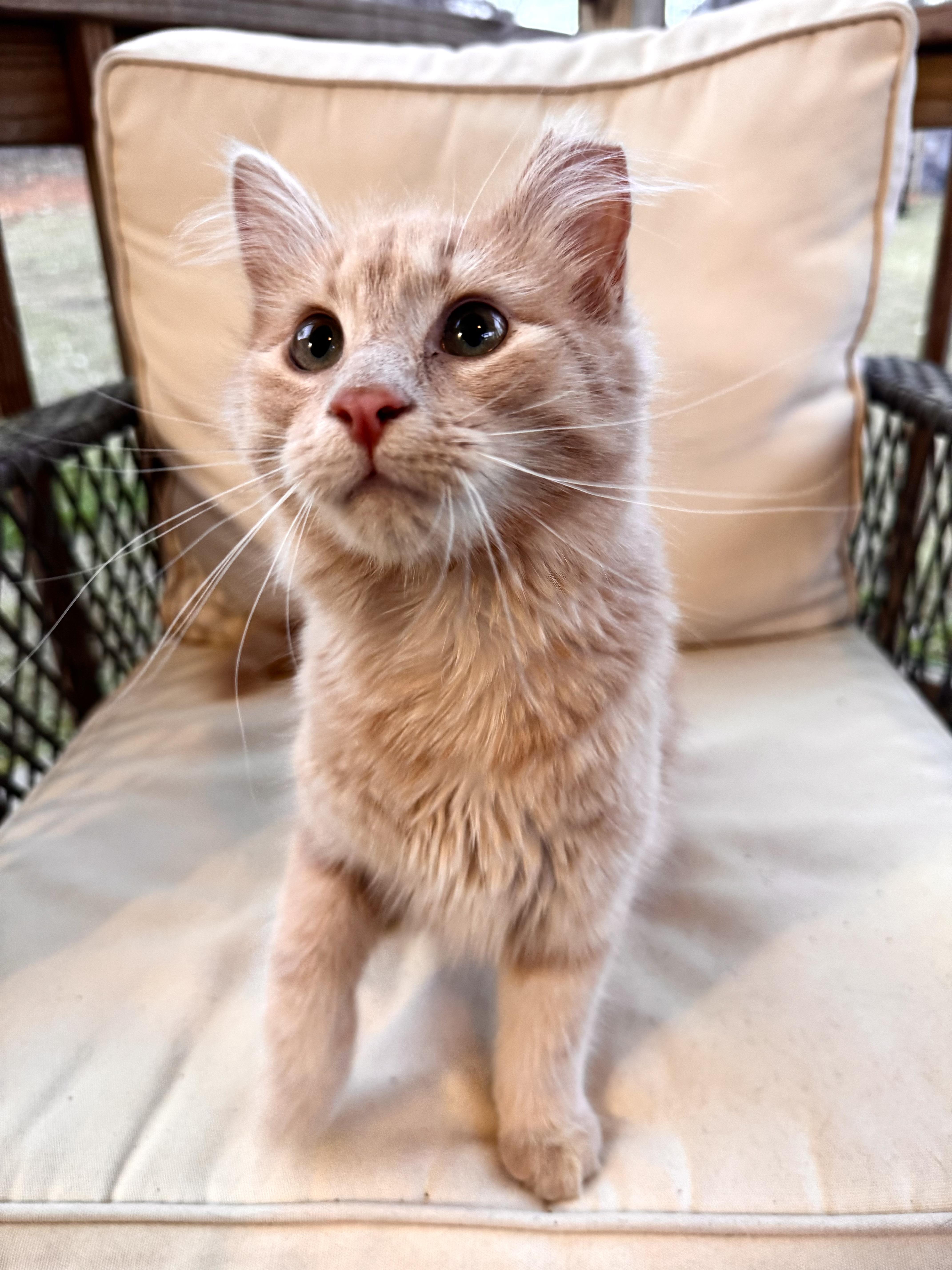 Birdie, adopted, Kitten Female Domestic Medium Hair.