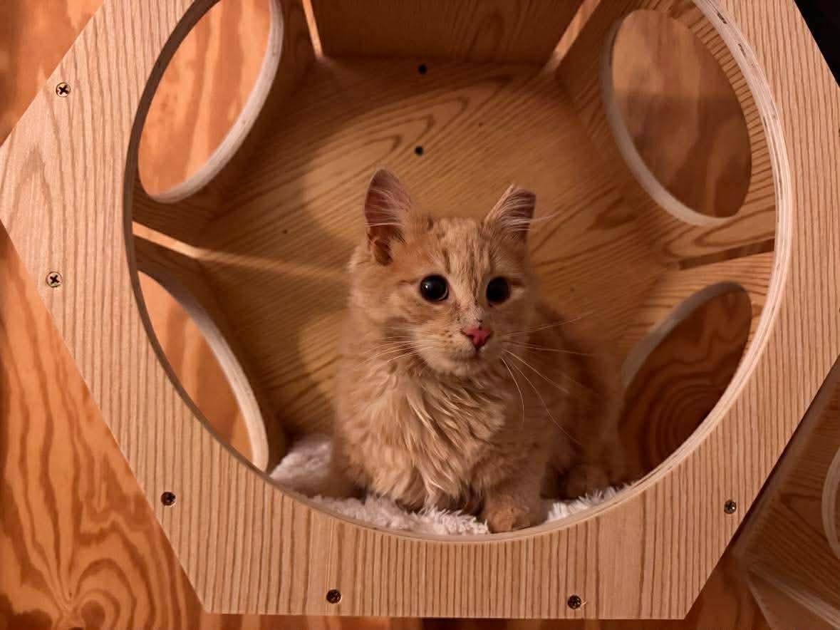 Enlarge Birdie, an adopted mixed breed in Sanford, NC image 3/5