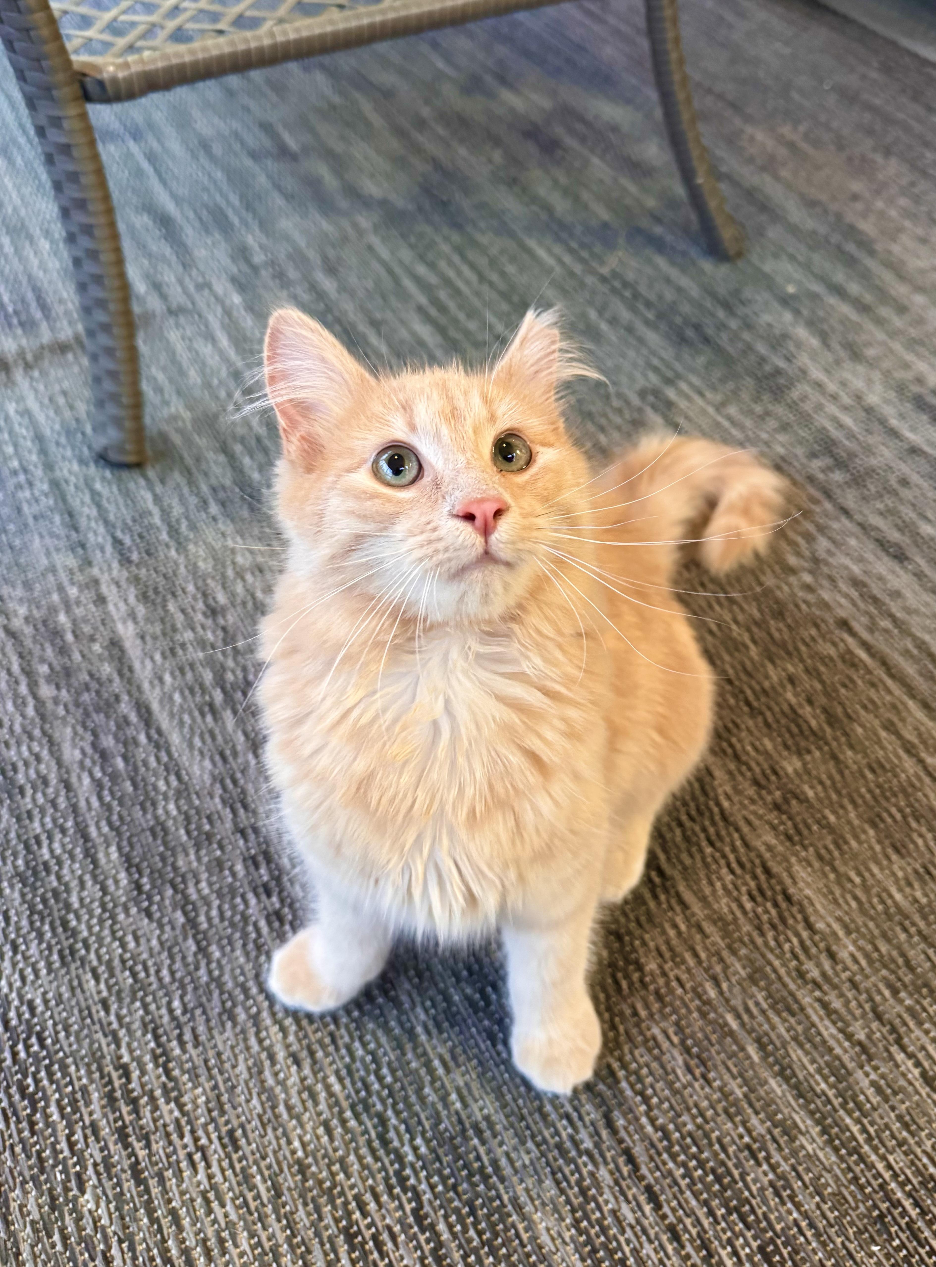 Enlarge Birdie, an adopted mixed breed in Sanford, NC image 2/5