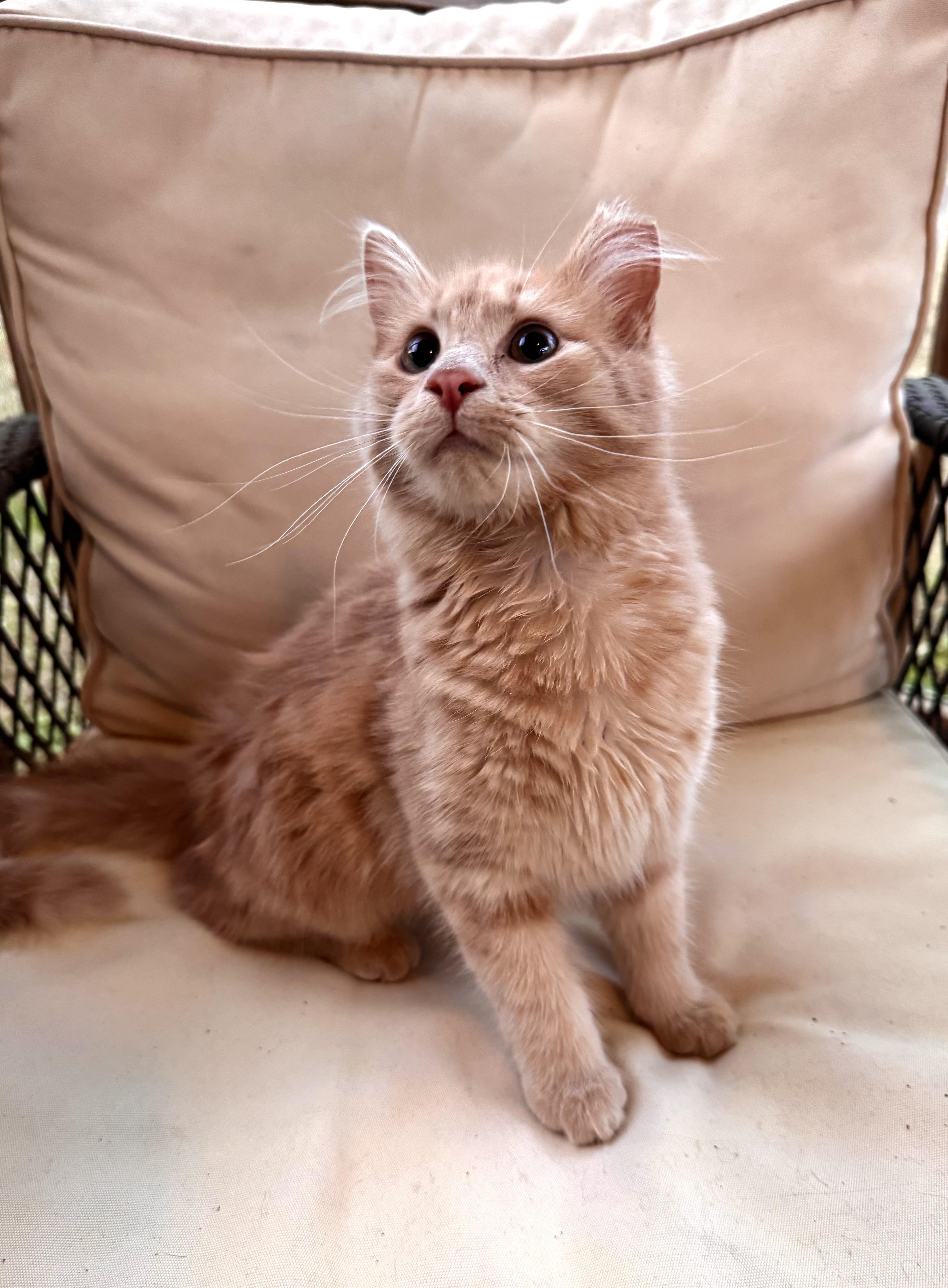 Enlarge Birdie, an adopted mixed breed in Sanford, NC image 4/5